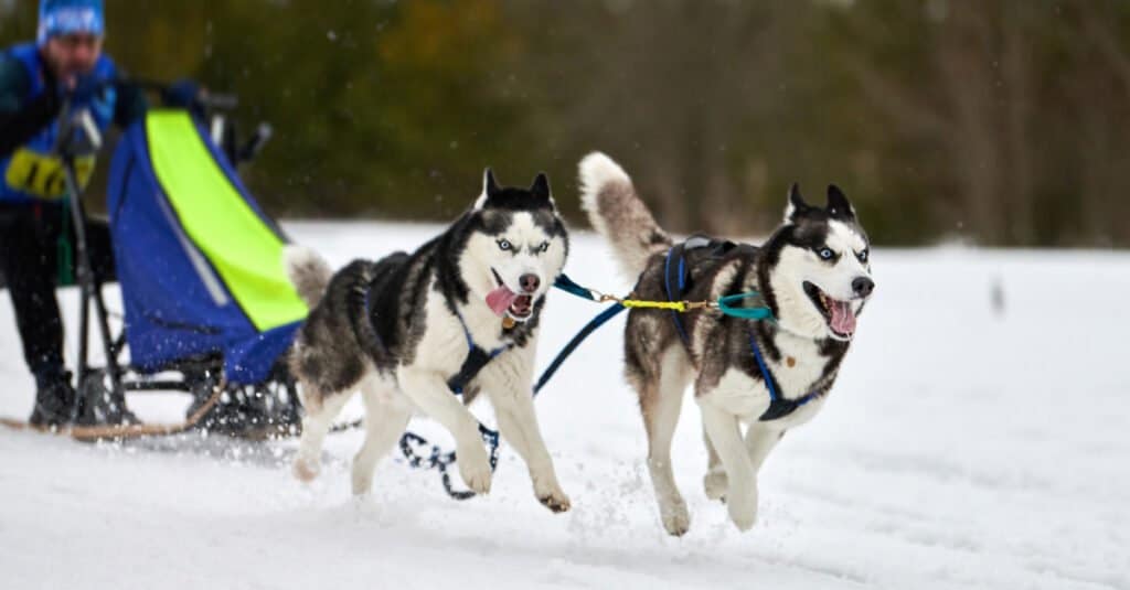 Husky siberiani che tirano la slitta