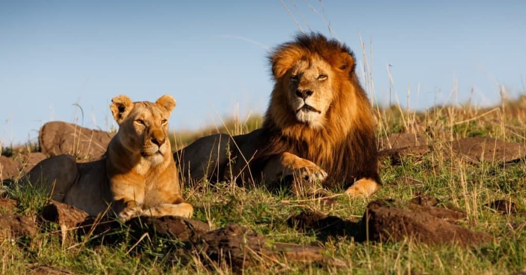 Animali da safari che DEVI vedere: Leone