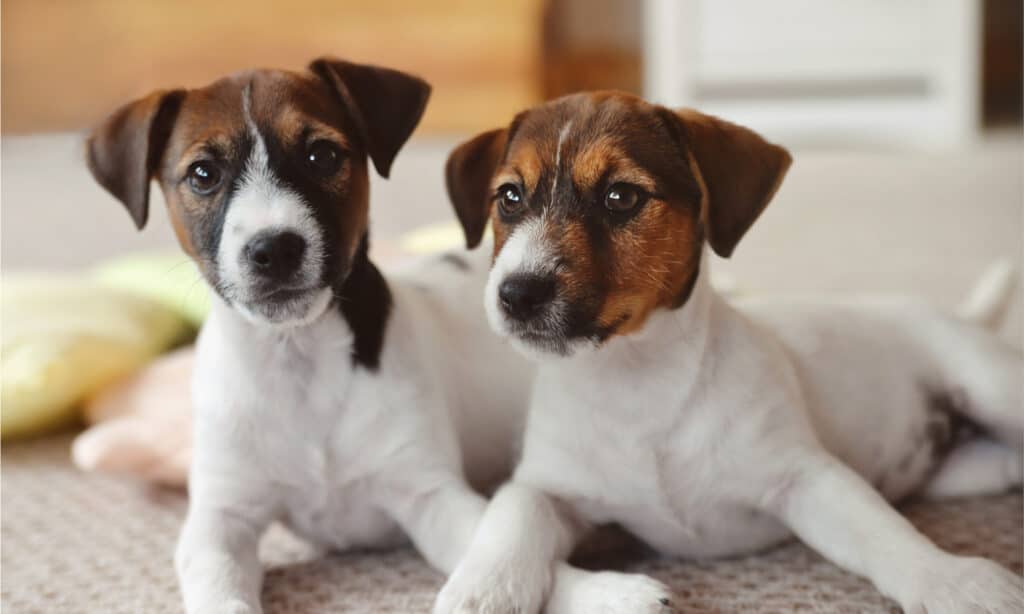 perchè i cani scodinzolano