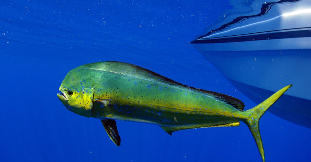 Un Mahi Mahi nuota davanti a una barca