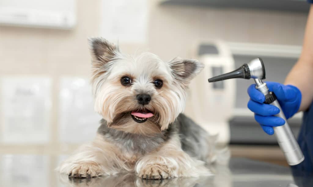 Uno Yorkie attende su un lettino per l'esame dell'orecchio