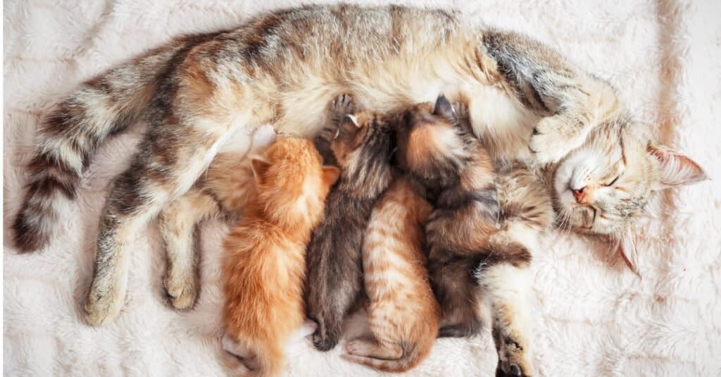 baby-cat-madre-che-allatta