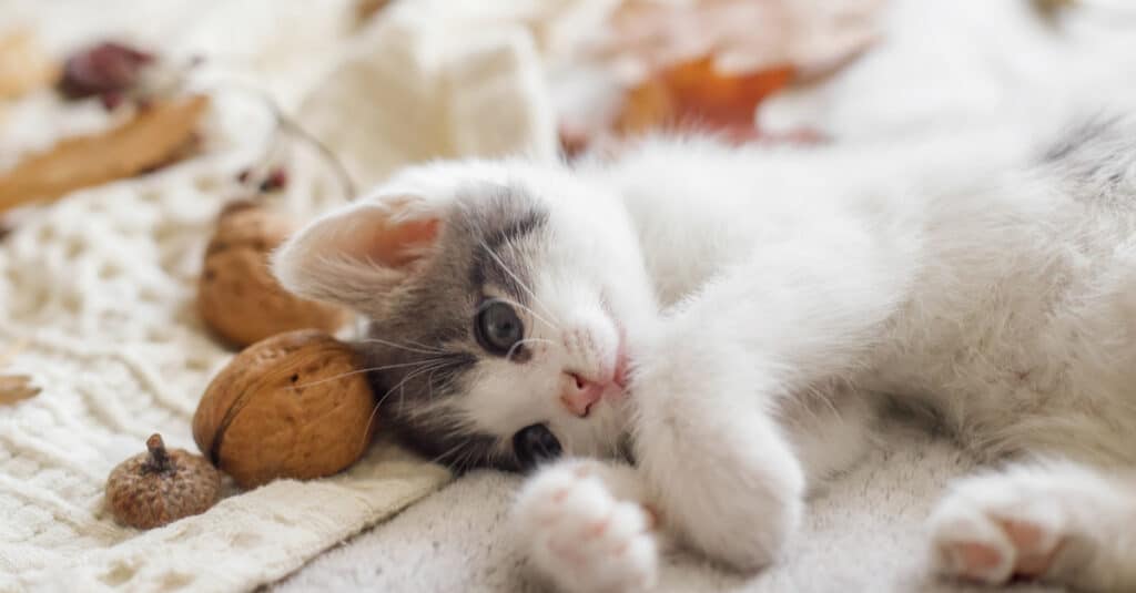 Le ghiande sono pericolose per cani o gatti