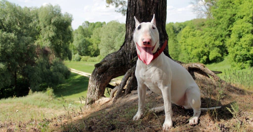 Bull terrier contro pitbull