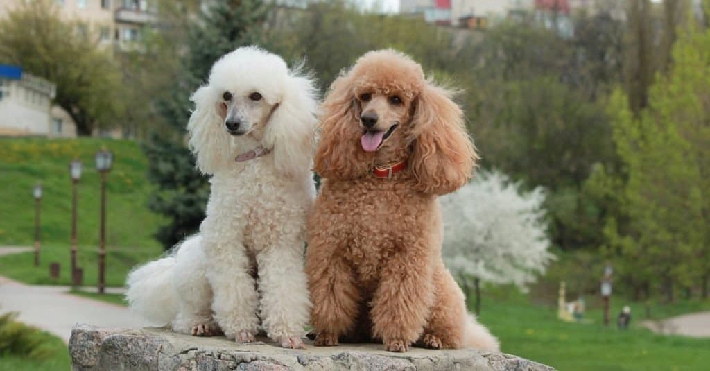 razze di cani più intelligenti - barboncino