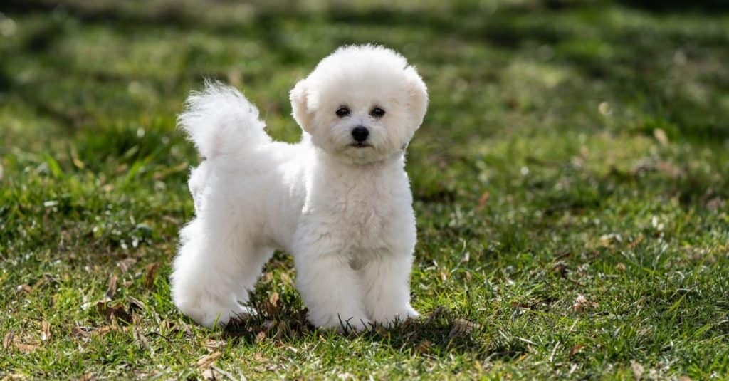 Animali più soffici: Bichon Frise