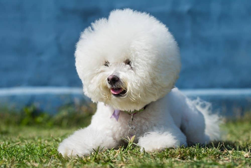 Un Bichon Frise sdraiato sull'erba.