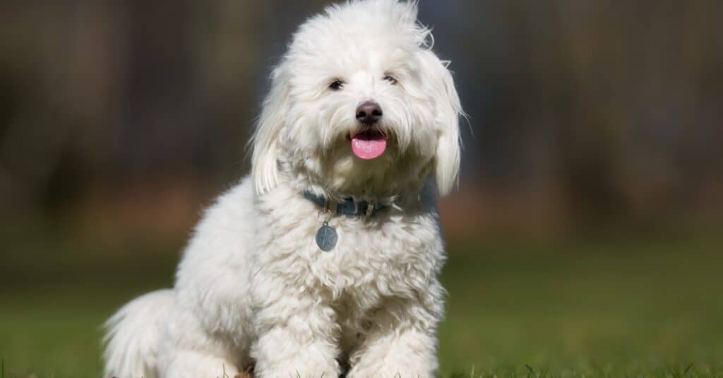 Coton De Tulear contro Maltese