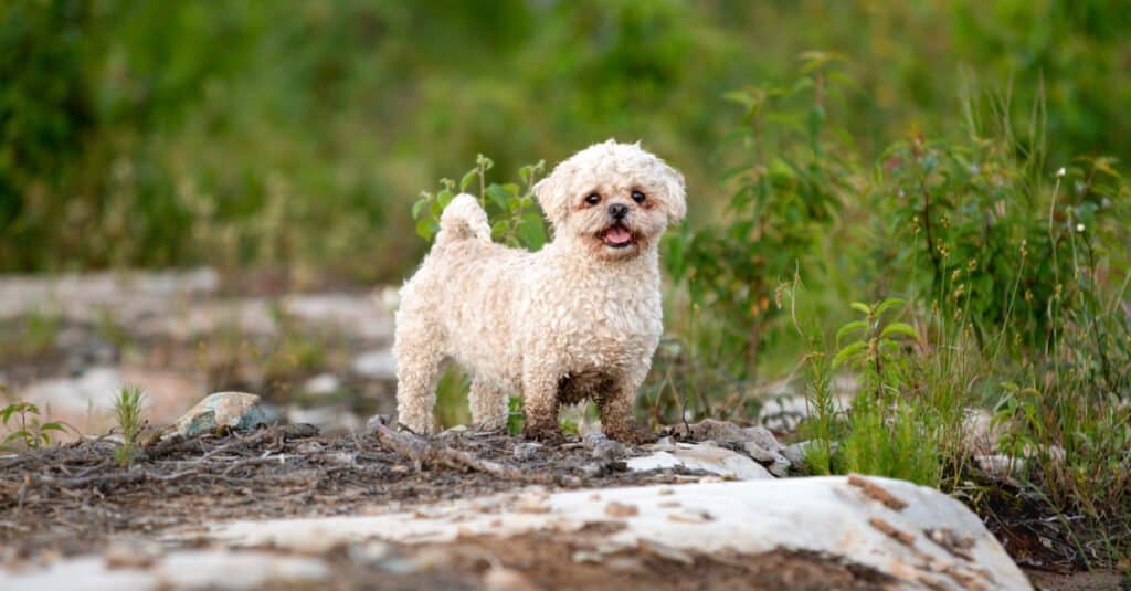 Coton De Tulear contro Maltese