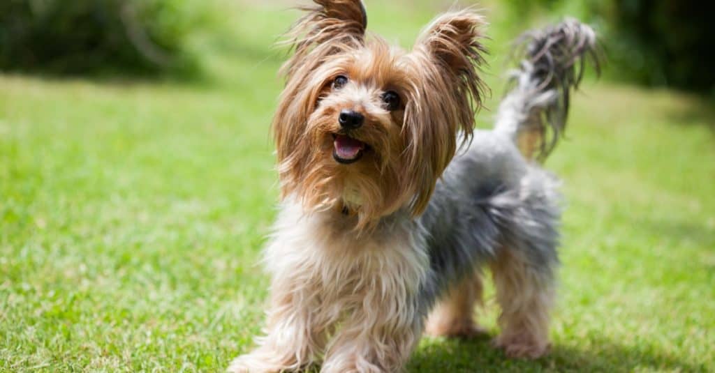 Yorkie contro Maltese