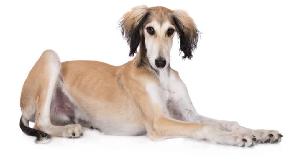 Saluki isolato