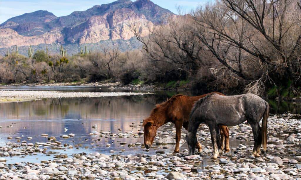 Il fiume salato dell'Arizona