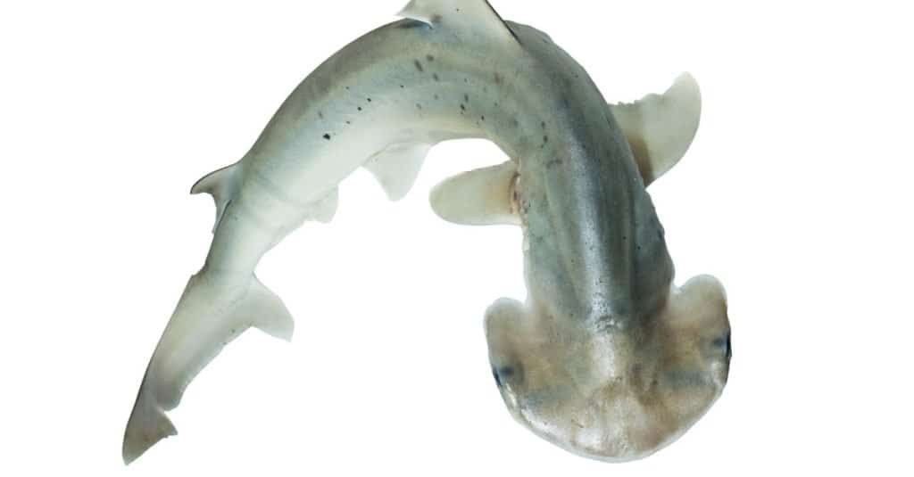 Bonnethead Shark contro squalo martello