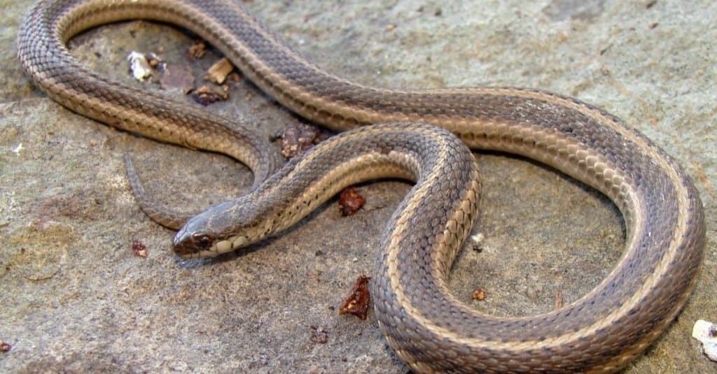 Serpenti più piccoli: serpente foderato
