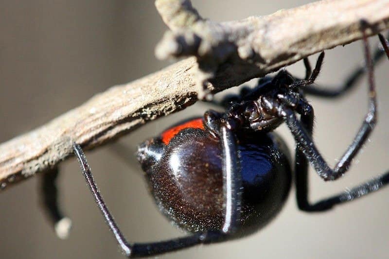 Vedova nera occidentale