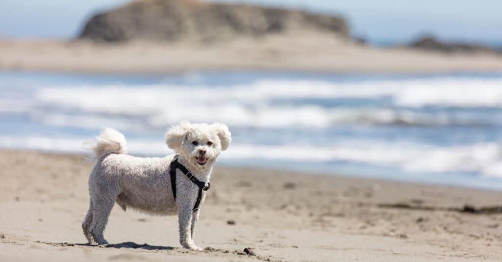 Maltese contro Maltipoo