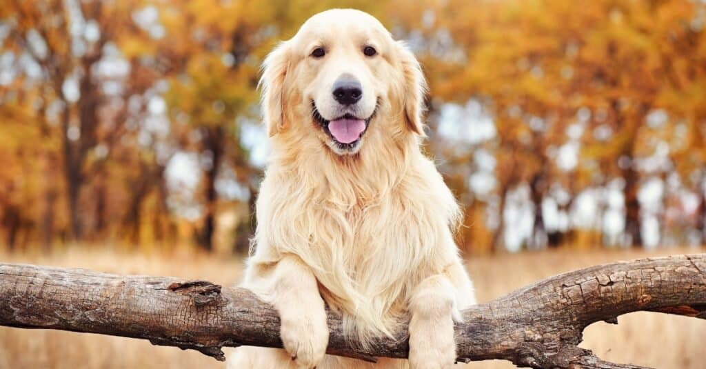 Golden Retriever vs pastore tedesco