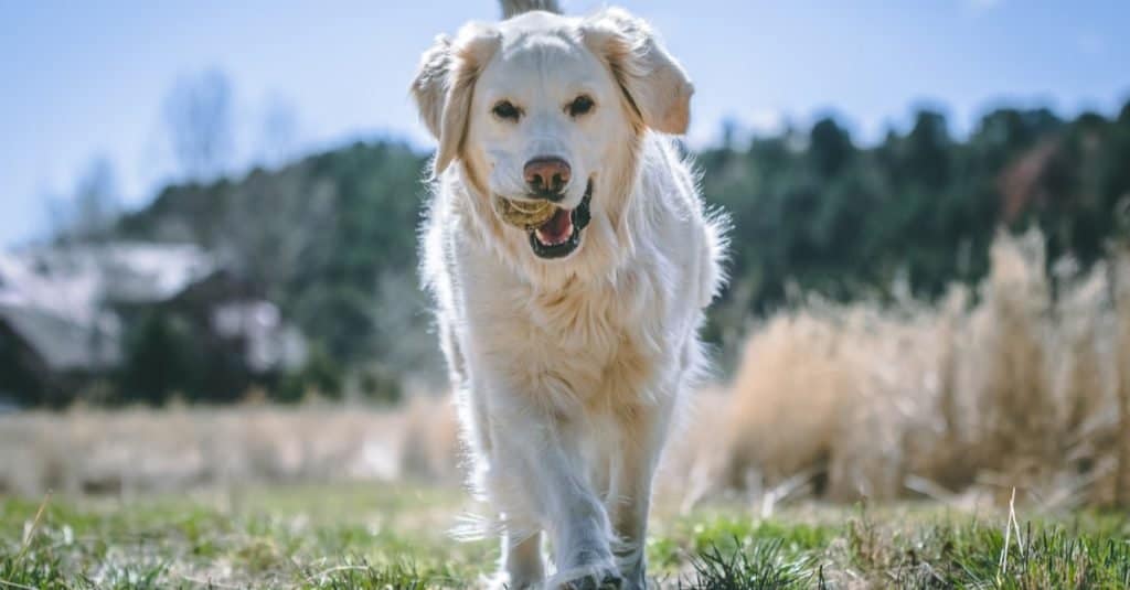 Inglese contro Golden Retriever americano