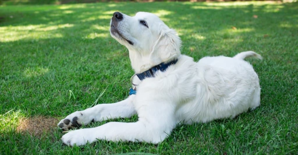 Inglese contro Golden Retriever americano