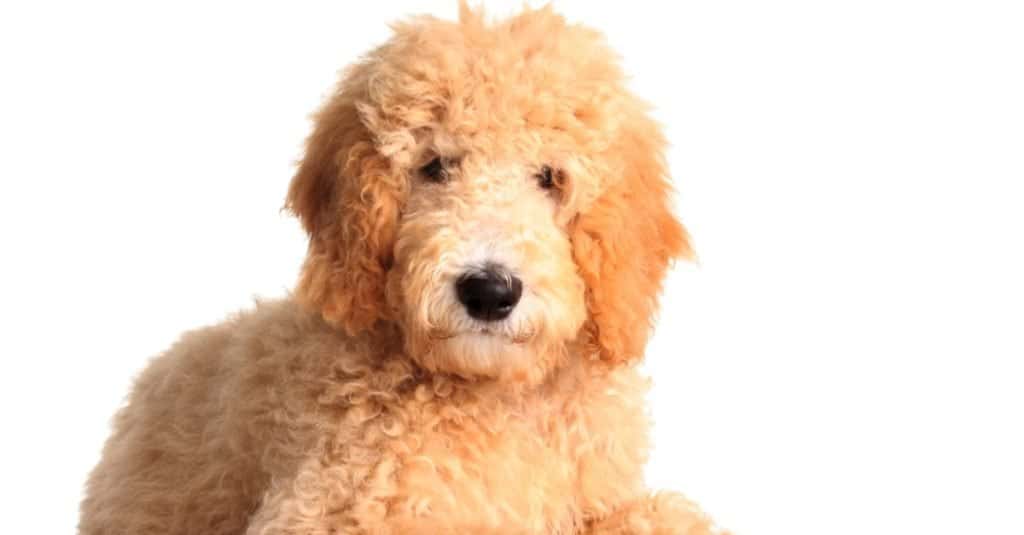 F1 vs F1B vs F2 Goldendoodle