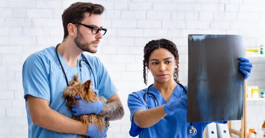 Lavori divertenti con gli animali: assistente veterinario