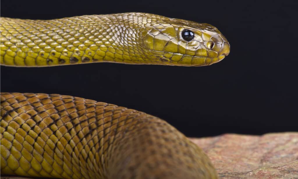 serpente feroce