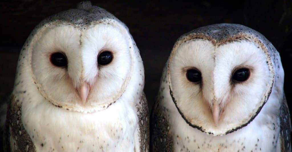 Animali che si accoppiano per la vita: barbagianni