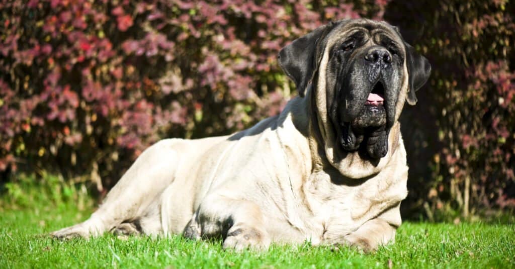 primo piano di un mastino inglese che risiede nell'erba