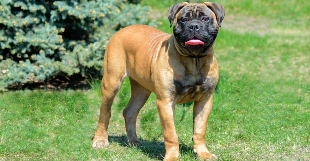I bullmastiff sono cani grandi e forti che possono diventare territoriali
