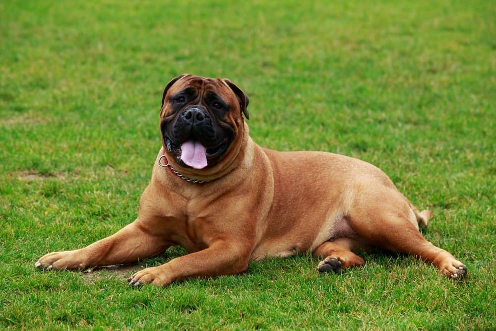 Bullmastiff sdraiato con la lingua fuori