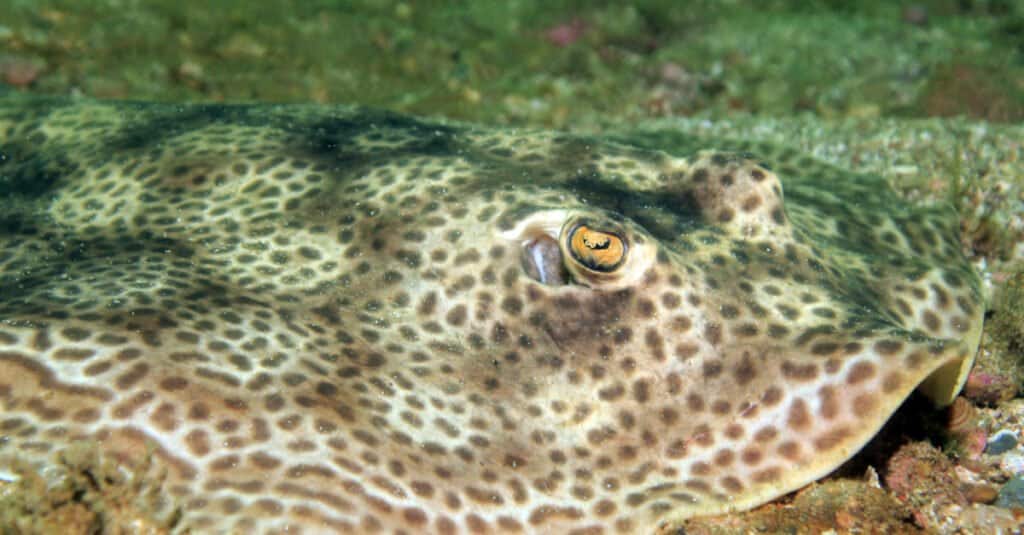 Stingray più grande - Stringray rotondo