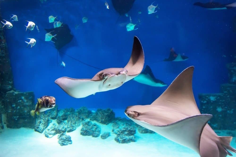 Diverse razze tra i pesci nuotano nel mare blu