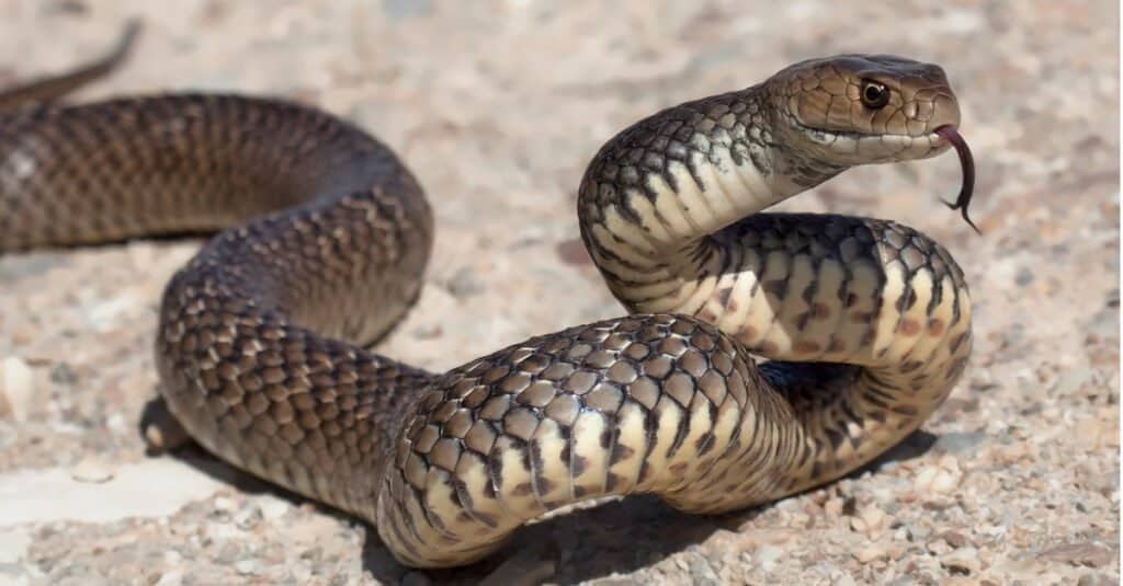 Sono serpenti mammiferi