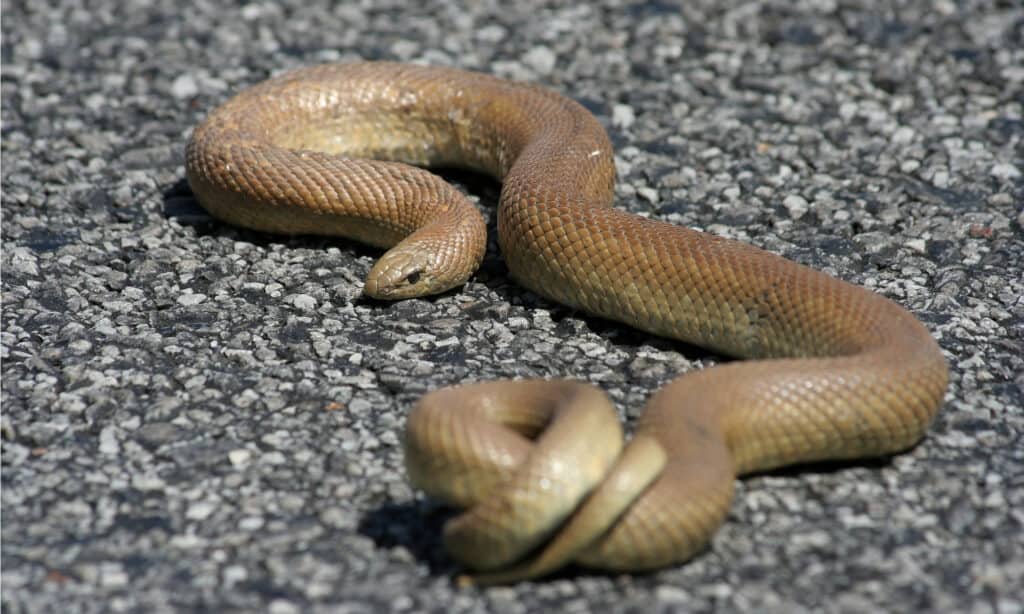 Serpente Talpa