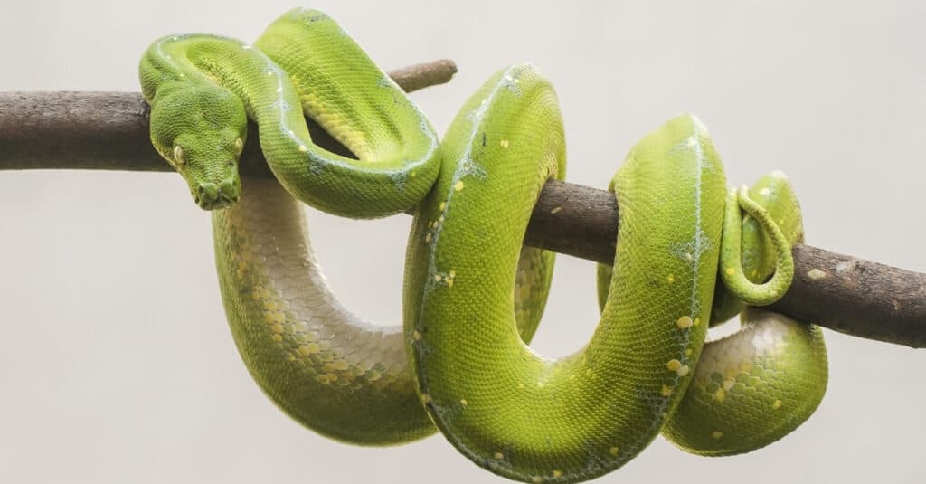 Green Tree Python avvolto intorno al ramo di un albero.  Il punto di identificazione più semplice per il pitone verde è la brillante tonalità verde del corpo di un adulto.