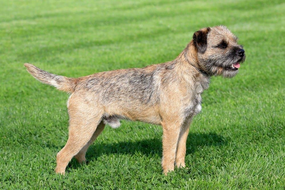 Border Terrier contro Boston Terrier