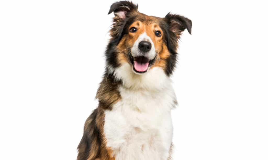 scotch collie vs rough collie
