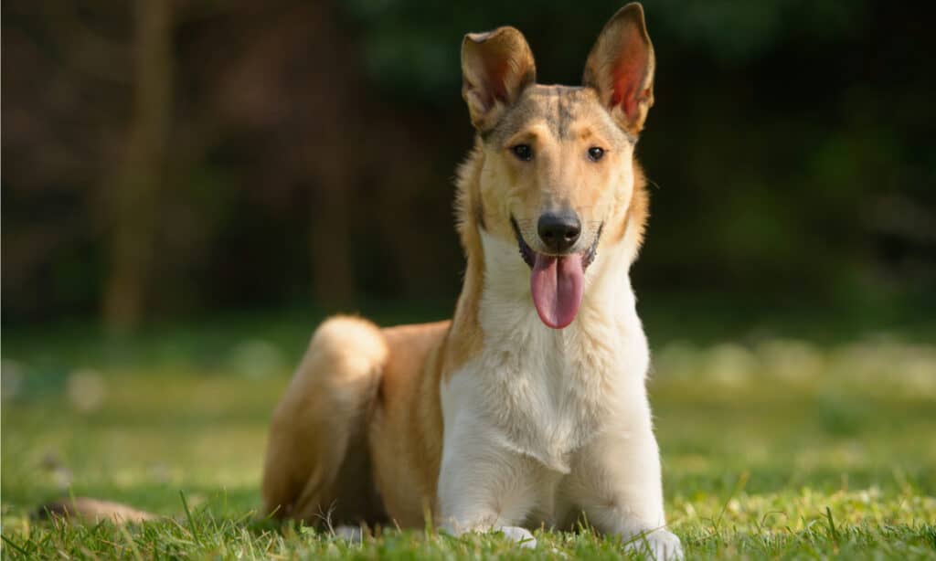 rough collie contro smooth collie