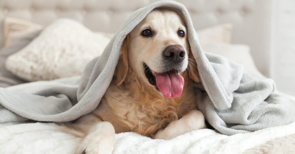 golden retriever sotto coperta