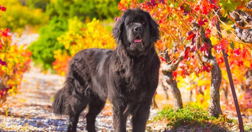 Cane di Terranova raffigurato davanti a foglie colorate