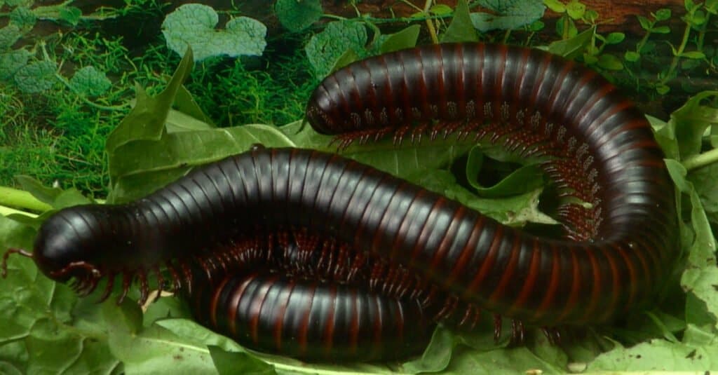 millepiedi africano gigante su un mucchio di foglie