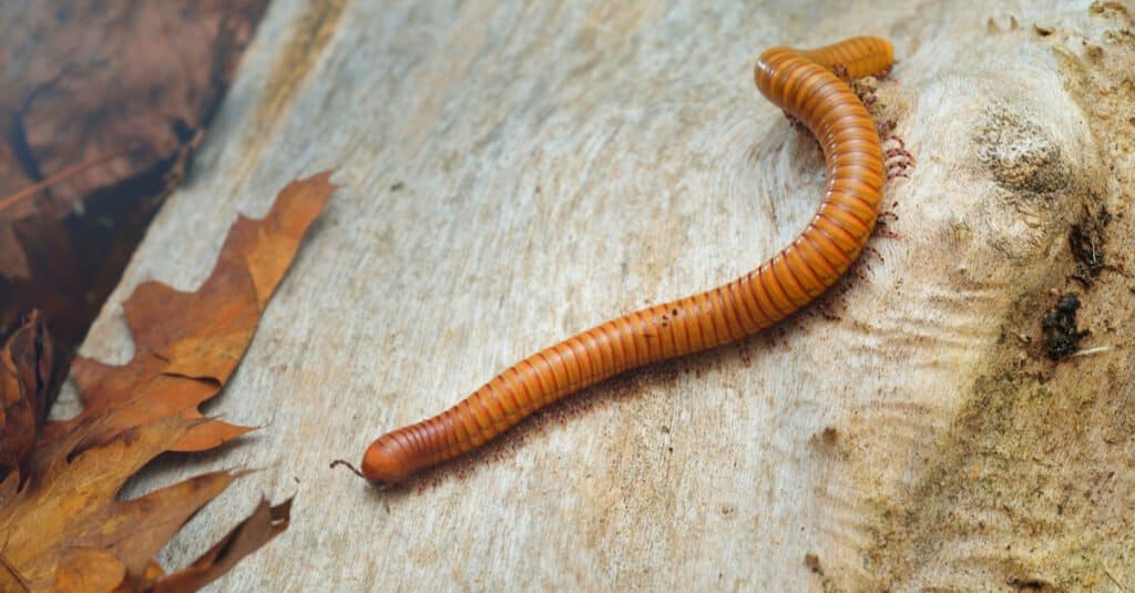 Millepiedi più grande - Millepiedi gigante del deserto di Sonora