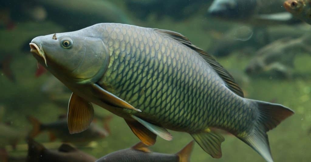 Carpa comune selvatica (Cyprinus carpio)