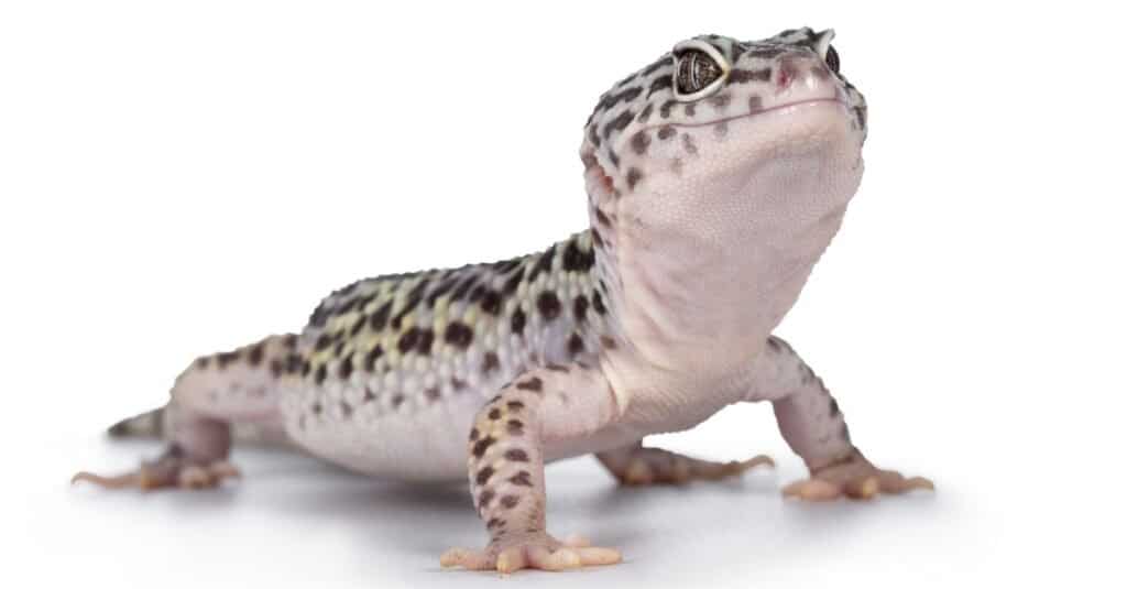 leopardo-geco-su-sfondo-bianco