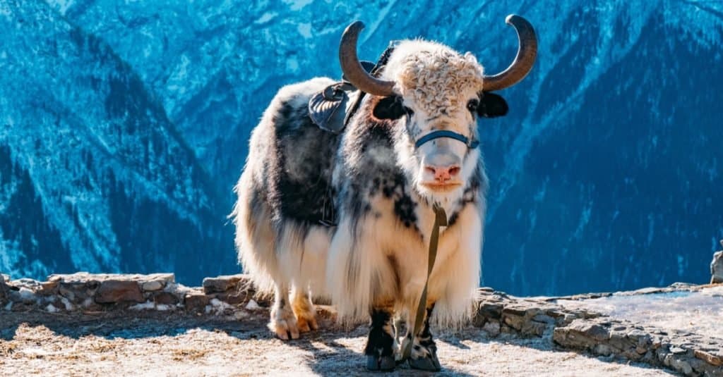 Yak contro bue