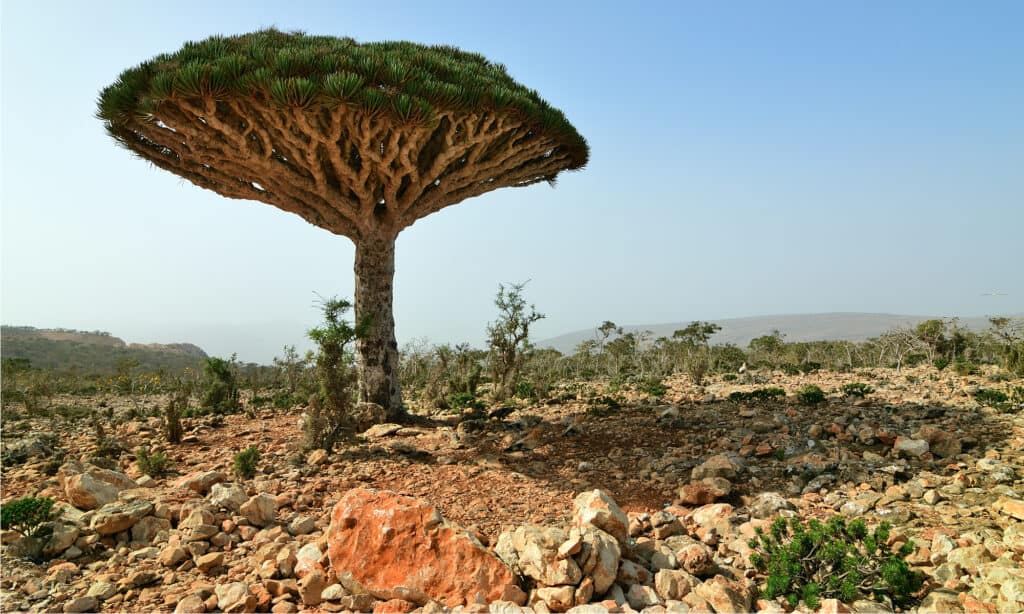 albero del sangue di drago