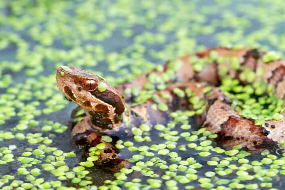 Il cottonmouth della Louisiana si trova principalmente nelle paludi