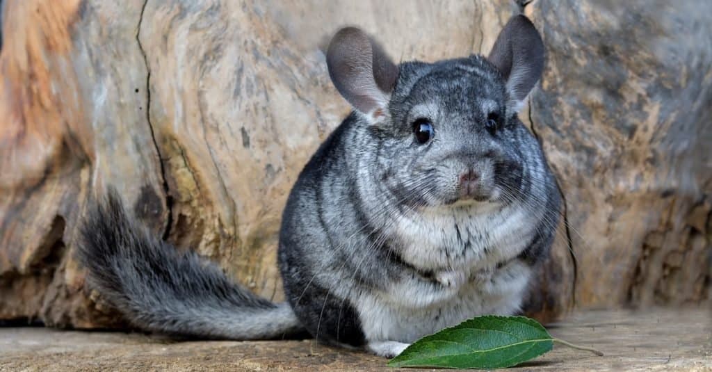 Animali più soffici: cincillà