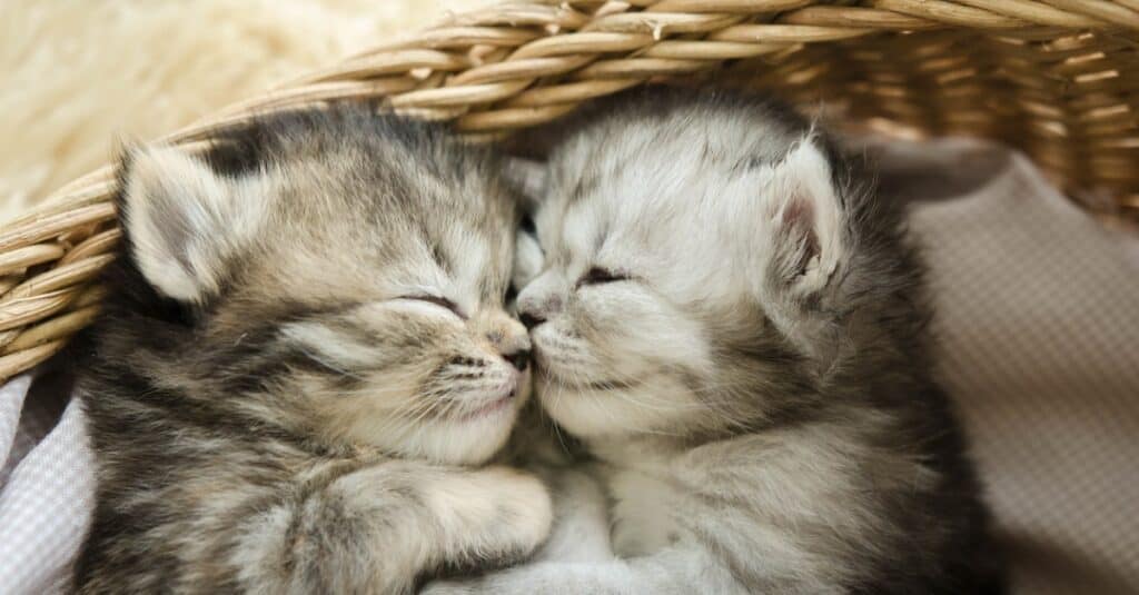 baby-cat-fratelli