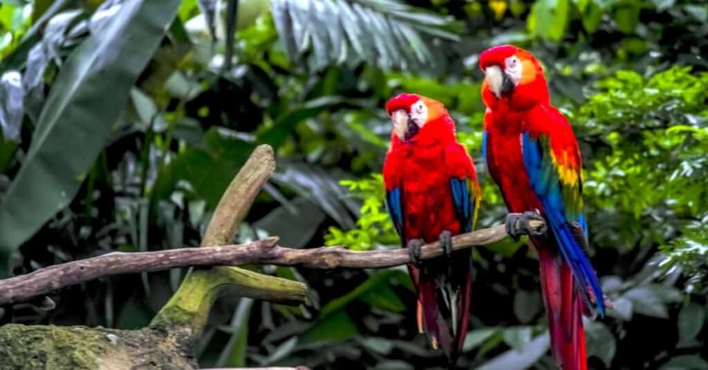 pappagalli seduti insieme in una foresta pluviale